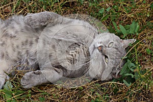 One gray big cat lies and bashes in the green grass and vegetation