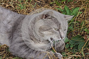 One gray big cat lies and bashes in the green grass and vegetation