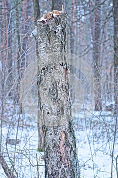gray broken tree in white snow in the winter forest