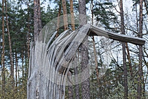 one gray dry broken tree in the forest