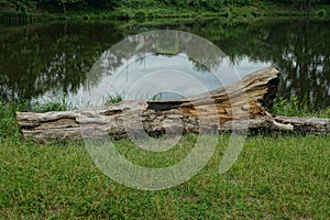 one gray dry poplar log lies in the green grass on the shore