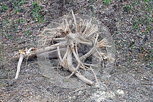 One gray dry tree stump with roots