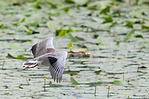 One gray goose anser anser flying over pond covered by green leaves
