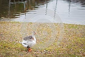 One Gray goose on autumn lawn next to pond in selective fcous