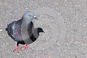 One gray pigeon on gray asphalt, front view.