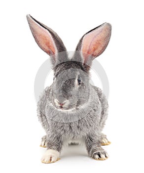 One gray rabbit.