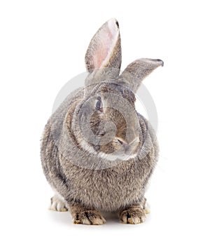 One gray rabbit