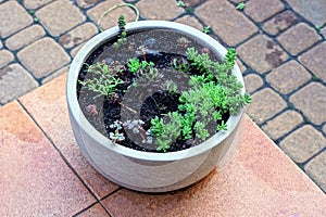 One gray round concrete flowerpot with colored ornamental plants