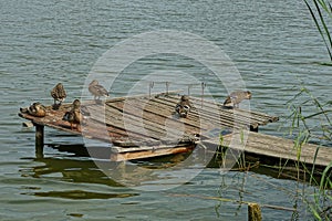 One gray wooden footbridge with brown wild ducks on the water