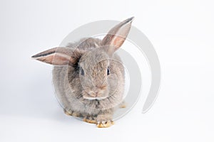 One gray young adorable bunny sitting on white background