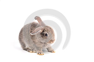 One gray young adorable bunny sitting on white background