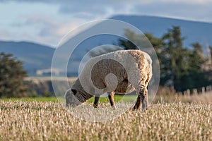 One grazing sheep in a meadow