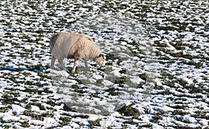 One grazing sheep in a snowy meadow