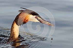 One Great Crested Grebe bird in water