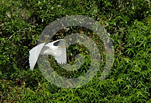 One Great egret gliding with green bushes as background