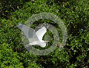 One Great egret gliding with green bushes as background