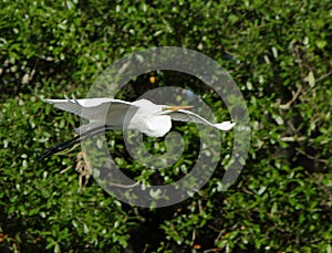 One Great egret gliding with green bushes as background