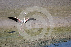 One Greater Flamingo (Phoenicopterus roseus) with spread wings after landing.