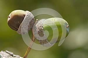 One green acorn and one brown acorn detail