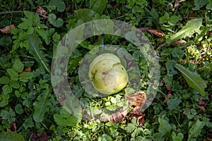One green apple on ground