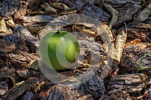 One green apple lies on the ground