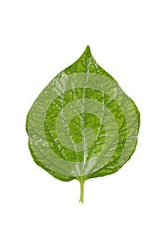 one green betel leaf isolated on white