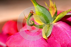 Green caterpillar on a rose