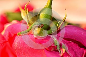 Green caterpillar on a rose