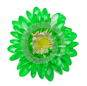 Green Chrysanthemum Flower Isolated over White Background