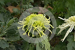 One green chrysanthemum flowers blossoms