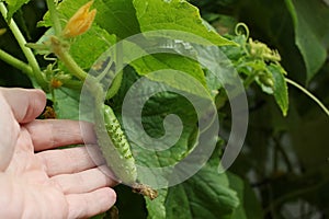 One green cucumber on a bed of leaves. a bed of hybrid varieties of cucumbers in the garden in the open air