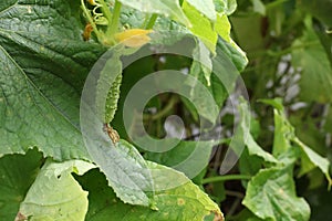 One green cucumber on a bed of leaves. a bed of hybrid varieties of cucumbers in the garden in the open air