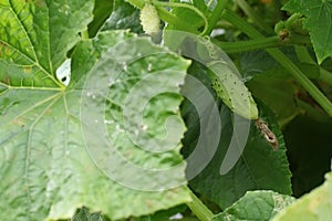 One green cucumber on a bed of leaves. a bed of hybrid varieties of cucumbers in the garden in the open air