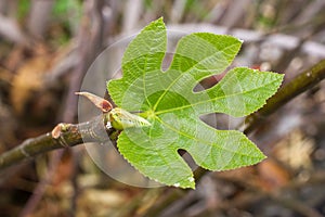 One green fig leaves. Ficus carica tree. Agriculture photo