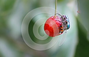 One Green fruit beetle on a cherry.