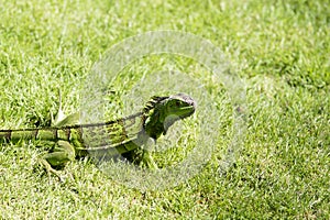 One green iguana