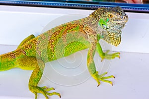 One green iguana