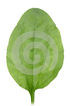One green leaf