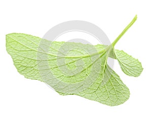 One green leaf