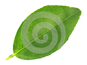 One green leaf isolated on white background with clipping path