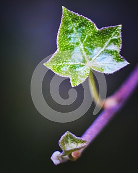 One Green leaf ivy leaf close up macro on green background