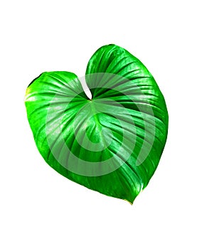 One green leaf King of Hearts