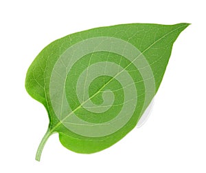 One green leaf of lilac