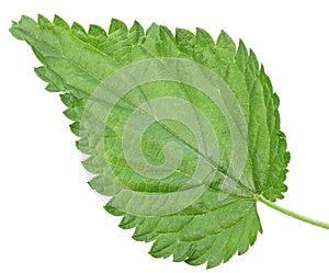 One green leaf of nettle