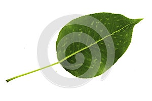 One green leaf of pear isolated on white background, bottom side of leaf