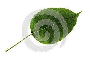 One green leaf of pear isolated on white background, top side of leaf