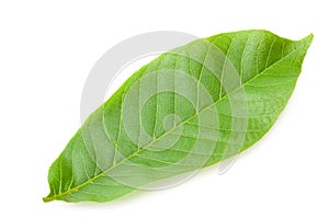 one green leaf of walnut isolated on a white background