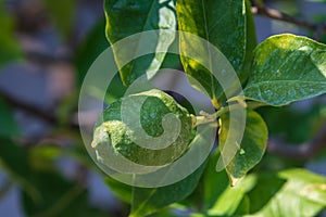 One green lime on a tree with blurred background