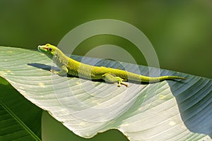 one green lizard sits on a large leaf and sunbathes