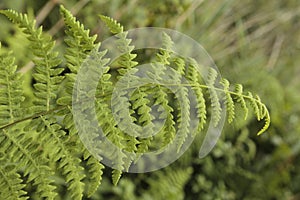 Green fern in the forest